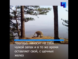 В Приморье фотоловушка запечатлела специальный отдых дальневосточного леопарда