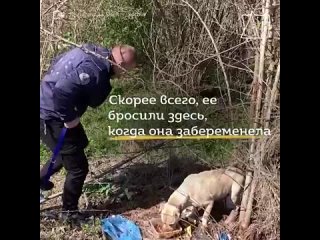 Зоозащитник из Сербии спас бездомную собачью семью