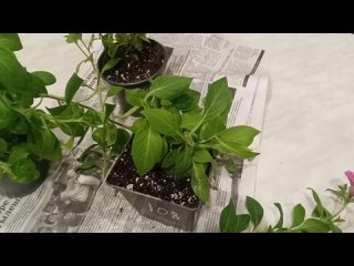 Video by Садовые растения от Надежды | г. Йошкар-Ола