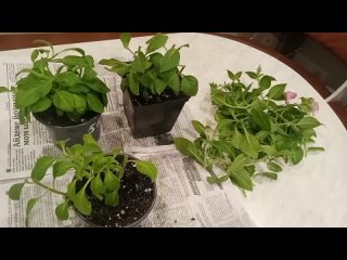 Видео от Садовые растения от Надежды | г. Йошкар-Ола