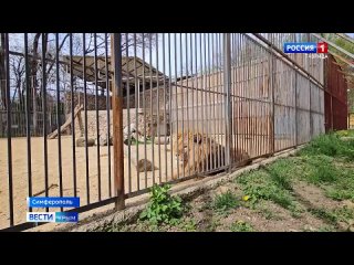 «Кто-кто в теремочке живёт?»: в Симферопольском зооуголке появились новые жильцы