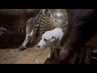 Видео от Питомник |Алабай | Среднеазиатская Овчарка