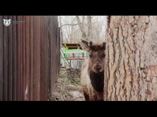 У марала Айхо из Казанского зооботсада начали расти новые рога 🦌  Пока что это только небольшие пушистые панты, но к... (видео)