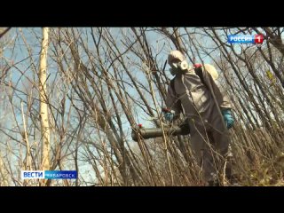 Смотрите в 21:09. Хабаровск обезопасят от клещей с помощью… холодного тумана