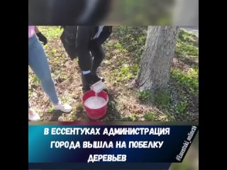 👥Большим дружным коллективом администрации и Управлений вышли на побелку деревьев.