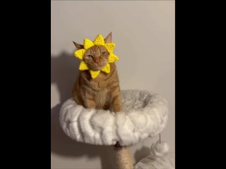 Видео от Ивановские котики ( помощь бездомным кошкам)