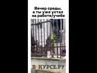 Вечернее уставшее на В курсе.ру