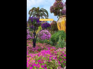 ОАЭ 🇦🇪

Dubai Miracle Garden занимает территорию в 72 тысячи квадратных метров, что делает его самым большим цветочным садом в м