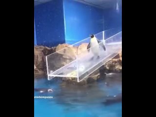 Penguins are sooo majestic