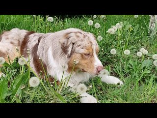Video by 50 оттенков Грея. Жизнь с собакой