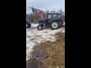 Сцепка тракторов Белорусов перевозит целый хотон