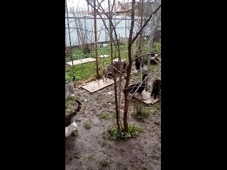 Видео от Кошкин дом Саблино I Тосненский район Тосно