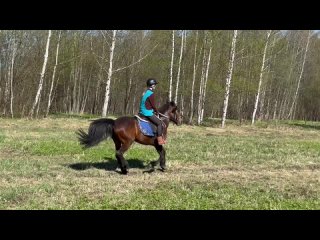 Видео от ЧКХ “Ямской двор“ Конные прогулки Ярославль