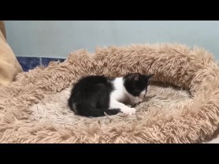 Реакция большой кошки на спасенного котенка, когда котенок кусает ее за хвост