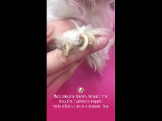 Видео от Kikki 🤍 Стрижка собак и кошек 🤍 Калининград