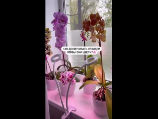Домашние цветочки | комнатные растения