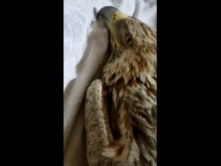 Спасение орла-могильника с практически оторванным крылом в Башкортостане