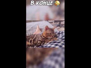 Подборка смешных видео с собачками и кошками #интересное