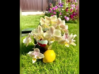 лимонная кислота для орхидей