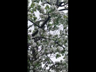 “Яблони цветут“ -  читает С. Нечаев в саду  п. Колодезный, Воронежской обл.