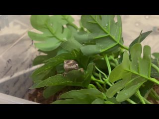 Видео от Good tokay gecko|Добрый Токи|Эублефары Казань