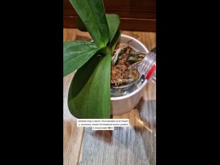 Видео от Орхидеи и как с ними жить. Про уход с нуля.