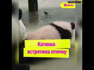 Панда Катюша из Московского зоопарка заинтересовалась птичкой. Но мама Диндин строго держит дочурку
