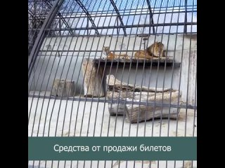 Центр реабилитации диких животных в Васильевке
