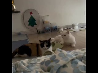Жесточайшая драка двух матёрых котов