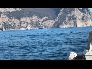 Дельфина, спасённого в Евпатории, вернули в море