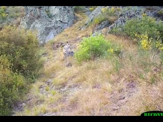 Фотоловушка засняла трех снежных барсов в Саяно-Шушенском заповеднике. Каждый из них подошел к камере и передал поцелуй... (видео)
