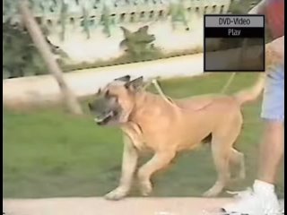 Ca de Bou (perro de presa mallorquin) Chimo. Champion 1993 (monografica)