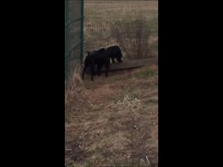 Видео от Помощь кошкам и собакам Новгород и Лен. область