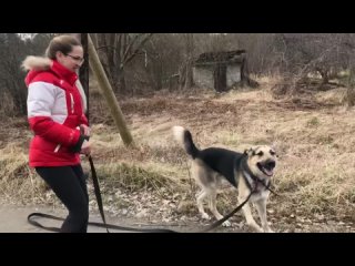 Vidéo de Клуб Каштанка Добрый Пёс | Школа дрессировки СПб