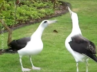 брачный танец альбатросов
