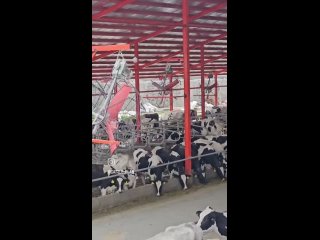 Video by Жизнь и работа в животноводстве