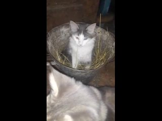 Видео от Переезд кота в деревню