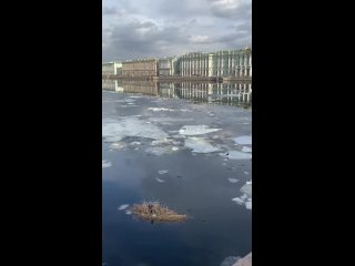 🐦‍⬛В Петербурге заметили пернатых сапсерферов, плывущих по Неве