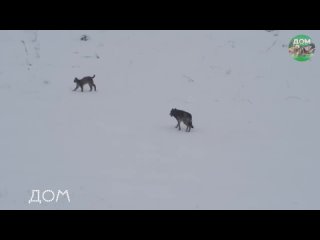 Редкая встреча волка и рыси в природе