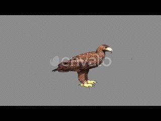 golden-eagle-land-and-fly-away