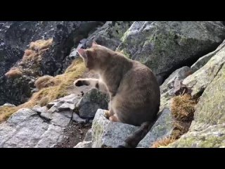 Котик ждал альпинистов на вершине горы