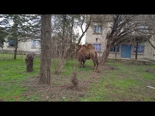 Поездка к друзьям Станица Голубицкая, 20 мин от моря!