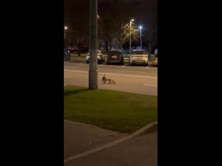 В Москве на видео такая лиса убила и утащила домашнюю кошку с самовыгула 😢