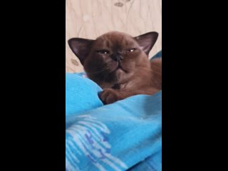 Video by Бурманские кошки и котята, питомник Арабика