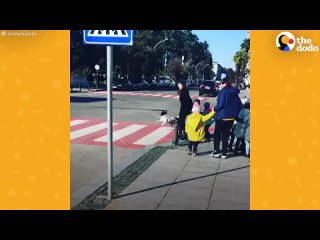 Бездомный пес в Грузии помогает детям переходить дорогу
