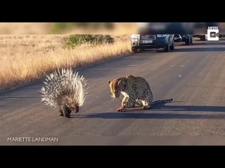 Пример того, как дикобраз защищается от леопарда