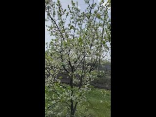 video_20240428_121558.mp4