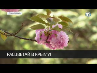 В Крыму для туристов разработали карту и календарь цветения растений