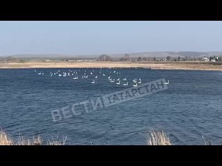 В Зеленодольском районе заметили около 30 пар лебедей