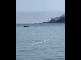 Для косатки слишком маленький спинной плавник. Больше на кита минька похож - Дмитрий Коротин